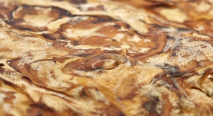 Structure fongique solide, réfléchissant le son.