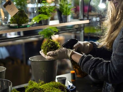 Un'ultima spruzzata e il kokedama avvolto nel filo di nylon è finito.