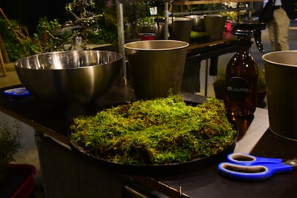 Il prossimo passo sarà avvolgere il kokedama con del muschio.