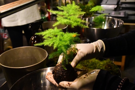 Il primo passo è fatto: gli asparagi ornamentali si trovano in una palla di terra.