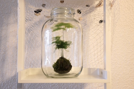 Il mio kokedama prospera nella sua mini serra.