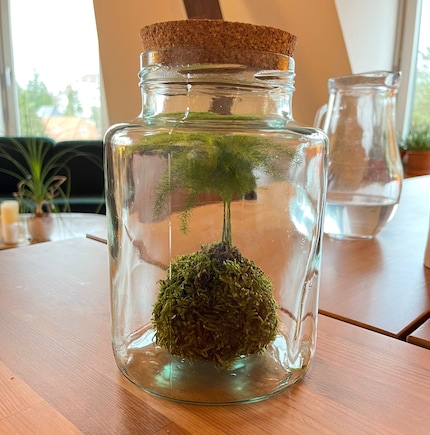 Il kokedama di Steffi sta benissimo sul tavolo da pranzo.