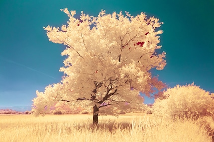 Si le ciel transparaît entre les feuilles, il n'est pas correctement coloré, car la détection automatique ne prend pas en compte tous les petits espaces.