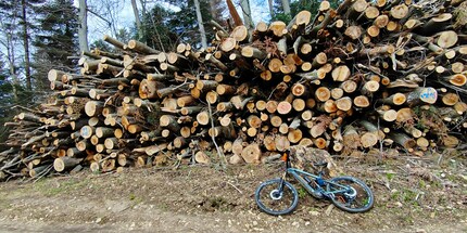Just one of many piles of wood in Blauenkamm Forest.