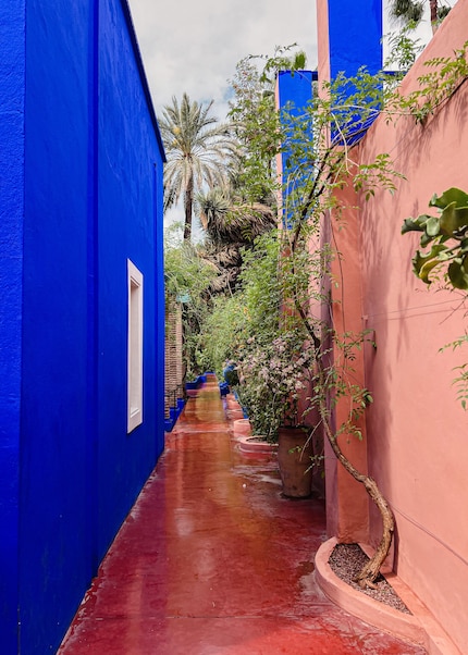 The plant species are also repeated in the Jardin Majorelle and create a coherent picture.