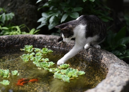 Se il gatto pesca nello stagno del vicino, non deve temere alcuna conseguenza. A meno che non venga ripreso.