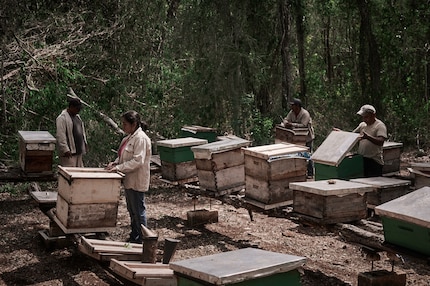Plus de 4000 colonies d'abeilles Melipona ont été victimes d'une attaque mortelle.doses mortelles de fipronil