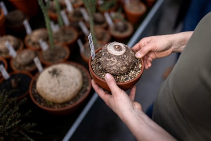 In autunno, le piante caudiciformi si ritirano in un tubero sulla superficie della terra per «ibernarsi».