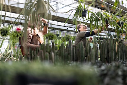 Caresser des serpents : dans la jungle de Schafisheim, on ne se fait pas mordre. Tout au plus, on se fait piquer. 