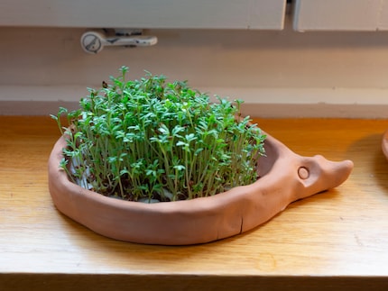 Cress is the best friend of people without green fingers. As long as you give it enough water, you really can't go wrong.