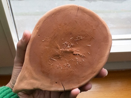 Incredible! The cress has fought its way through the clay with its roots.