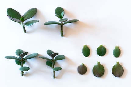 Dalle foglie e dai rami tagliati faccio crescere nuove talee.