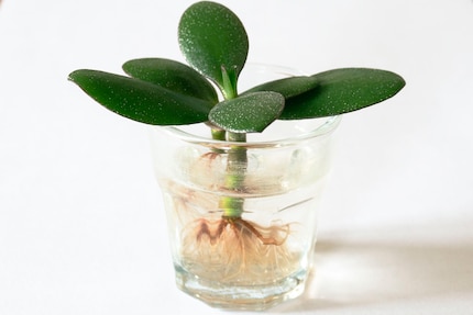 Il bicchiere è della dimensione perfetta per permettere alle talee di mettere radici.