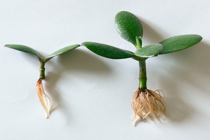 Dopo due settimane sono visibili le prime radici.