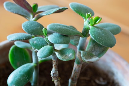 ... finché non si formano nuovi germogli e la pianta torna a splendere.