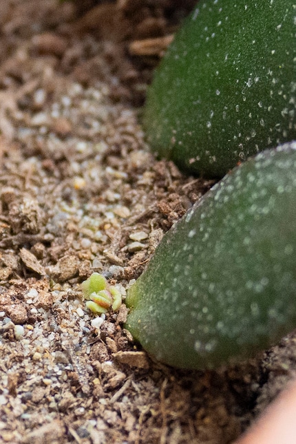 ... dopo quattro settimane si intravvede una mini pianta.