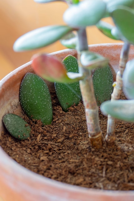 Infilo le foglie spezzate direttamente nel terreno e violà...