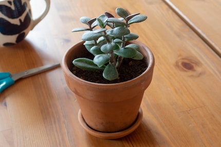 Un albero dei soldi è un investimento redditizio che può essere accresciuto con poco capitale iniziale.