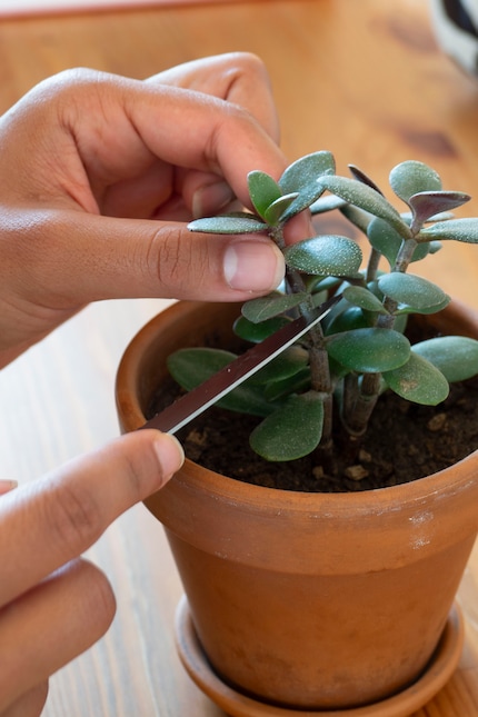 La potatura stimola il fusto a diventare più spesso...