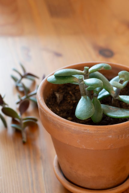 ... e fa sembrare le piante grasse piuttosto spoglie per qualche settimana...