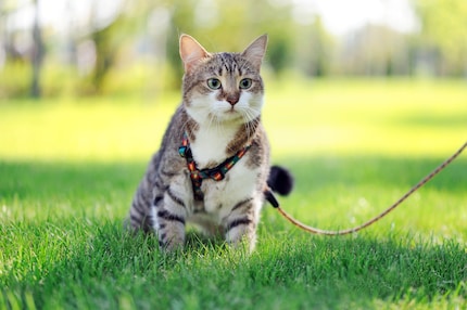 Caroline Mulle generally considers cat leads to be dubious.