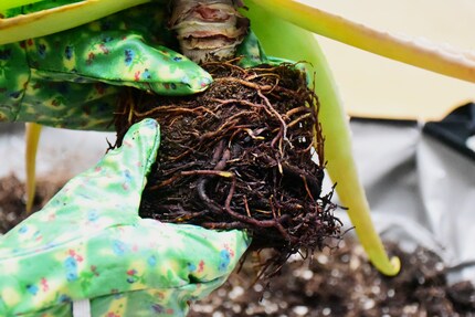 Meine Aloe hat sich mit ihren Wurzeln beinahe selbst stranguliert.