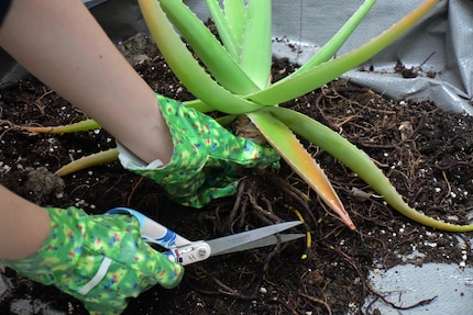 Neuer Haarschnitt gefällig? Dicke, überlange und faule Enden kommen weg.