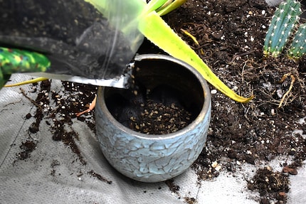 Sukkulenten- und Kakteenerde sollte bröckelig und luftig sein.