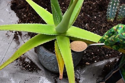 Der Sand sorgt bei mir für Ferienfeeling, bei den Trauermücken für Todesangst.
