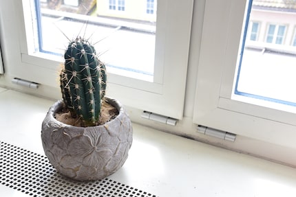 Ein Leben mit den Füssen im Sand: Meine Stetsonia coryne is living the life.