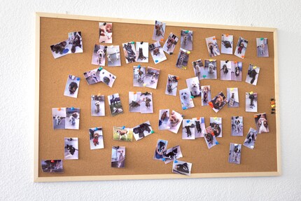 Die pelzigen Teilnehmerinnen und Teilnehmer des «Growing Dog Projects», ...