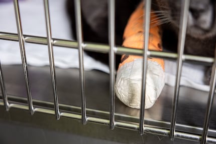 Die Kartäuserkatze wartet mit ihrer bandagierten Pfote auf die Spital-Entlassung.