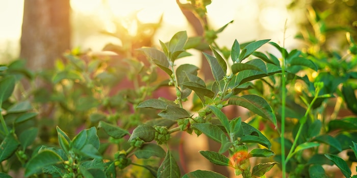 Azay photography/Shutterstock Azay photography/Shutterstock