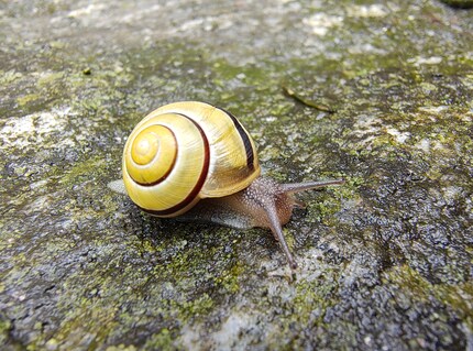 Le mode macro me permet d’admirer les détails de ce petit escargot.