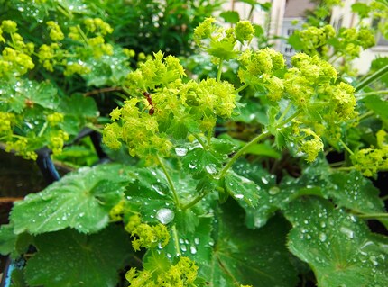 On peut même voir les petits yeux de cette fourmi.