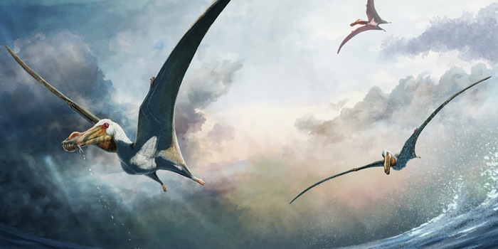© Gabriel Ugueto, press image for: Pentland, A.H. et al.: Haliskia peterseni, a new anhanguerian pterosaur from the late Early Cretaceous of Australia. Scientific Reports 14, 2024, fig. 12 / CC BY 4.0 (detail) Illustration of Haliskia peterseni: The fossil is one of the best preserved pterosaurs in Australia.