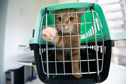 Wer ein Tier aus dem Ausland einführen will, muss so manches beachten.