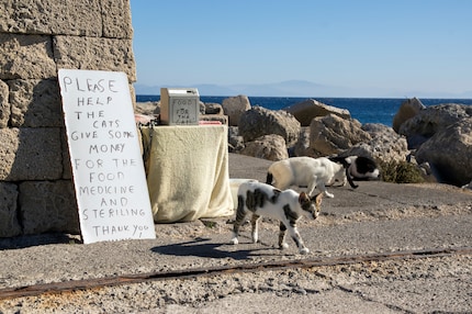 Am besten unterstützt du Tierschutzorganisationen oder Projekte vor Ort.