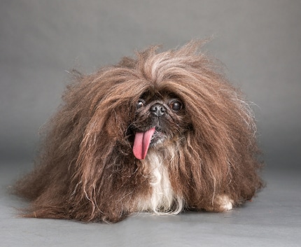 Wild Thang stands up for Pekingese in the war zone.