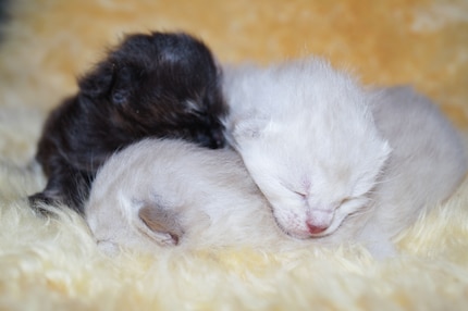 Mit geschlossenen Augen in der Anfangsphase geht bei Katzenbabys noch nicht allzu viel.