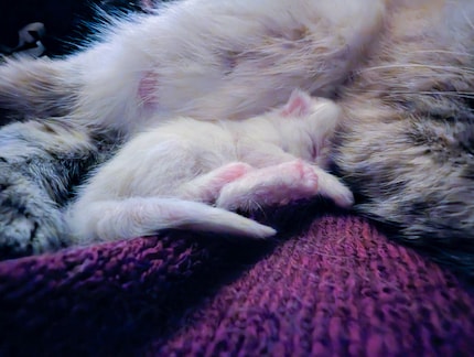 ... und anschliessend beim ersten Kuscheln mit Mami.