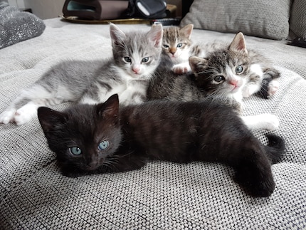 ... und dieses Cat Pack folgte nur etwa ein halbes Jahr später.