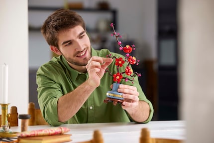 I rami delicati offrono un bellissimo contrasto con i fiori di prugna rossa.