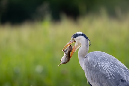 La lunghezza focale è più importante dell'apertura quando si fotografano gli uccelli. Questa sezione di immagine richiederebbe 1200 mm su una fotocamera full frame.