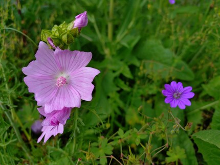 Nahaufnahmen gefallen mir auch ohne Makrofunktion gut.