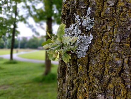 Das Bokeh ist hier etwas unsinnig generiert, der Baumstamm ist unten verschwommen.