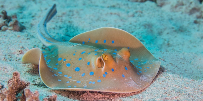 Shutterstock / Madelein Wolfaardt