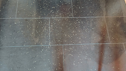 C'est dommage pour le mélange riz long grain et riz sauvage, ...
