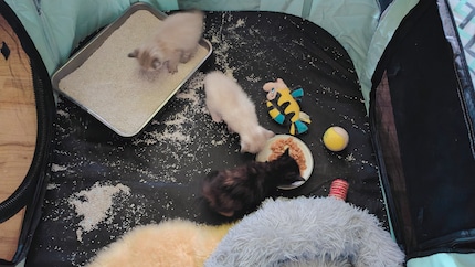 Oh toll, Sand zum Spielen und Scharren … und feste Nahrung!