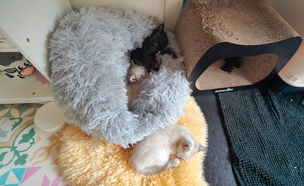 Während die Kleinen in der Küche Siesta halten, …